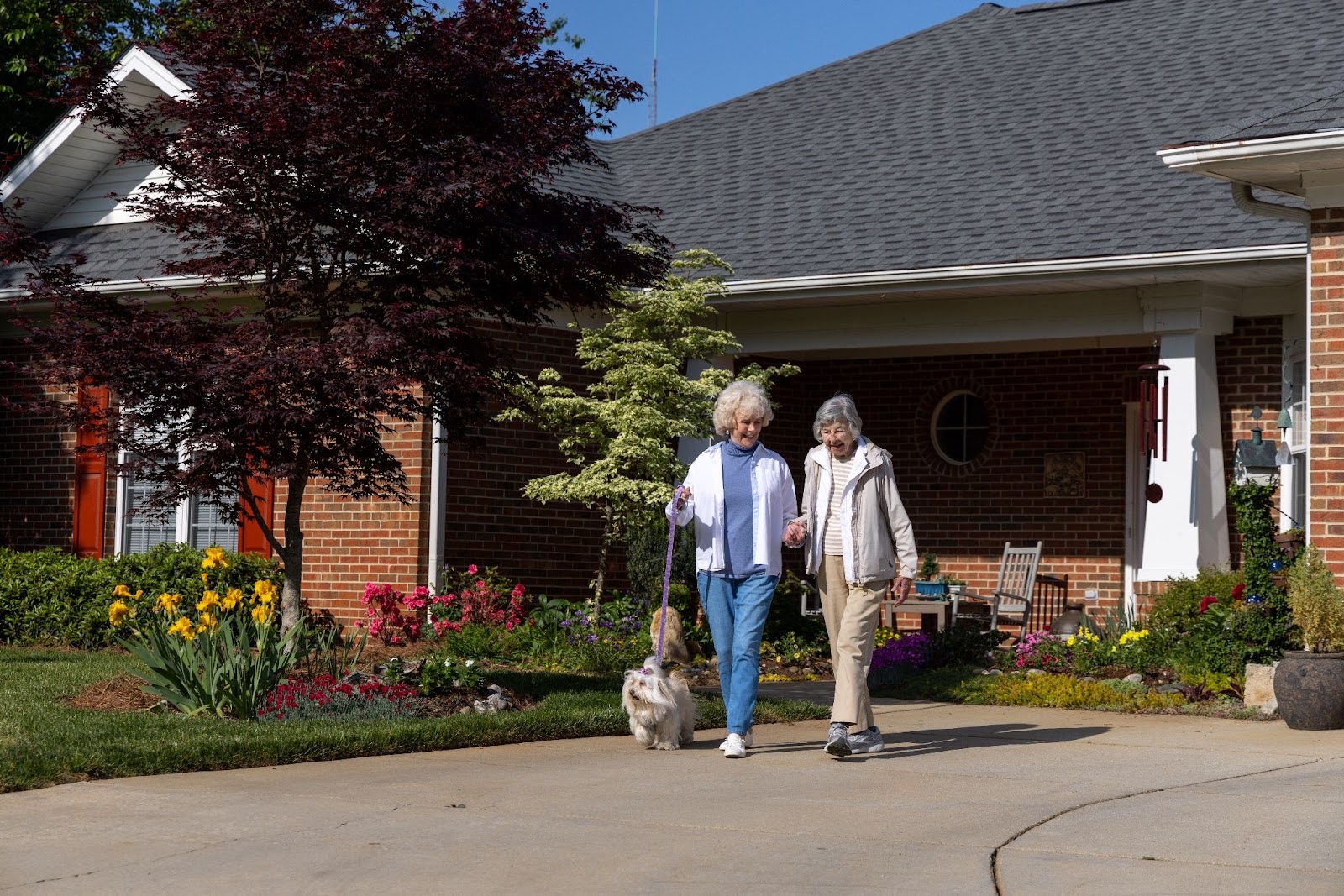 Senior friends taking a dog on a walk